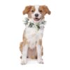 Large Dog Flower Collar Wedding Prop for Photo Shoots and More