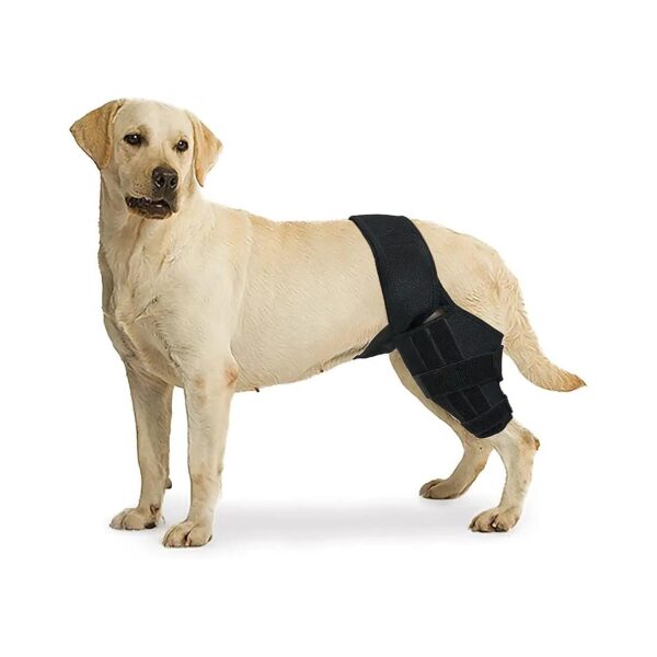 Large Dog Knee Orthosis for Supporting Cruciate Ligament Injuries and Inflammation