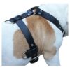 Large Leather Dog Harness 3 Wide Adjustable Straps Soft Padded Suede Chest