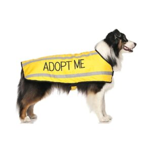 Limited Edition Yellow Waterproof Dog Coats Size M-L 17-Inch Back