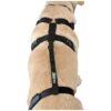 Lumbar Connection Belt for Dogs with Torn Acl Hind Leg Knee Braces Size L