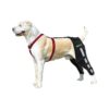 Luxating Patella Knee Support for Dogs with Torn ACL and Reflux Leg Pain Relief Design