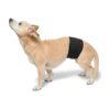 Male Dog Belly Band for House Training and Incontinence Assistance Black Medium Size