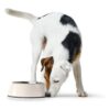 Mealware Pet Bowls with Robust Melamine Housing and Stainless Steel