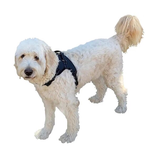 Medium Chest Halter Harness for Labra Canine Knee Brace