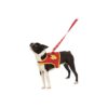 Medium Iron Man Pet Leash and Mesh Harness