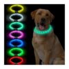 Multi-Color LED Dog Collar with Adjustable Brightness for Night Walking