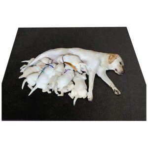 Multi-Purpose Whelping Box Liner Mat for Puppy Care, Crate, and Playpen