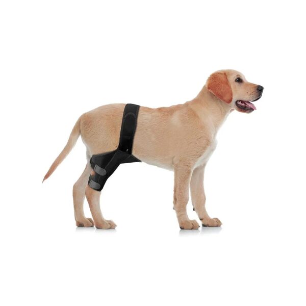 Neoprene Dog Knee Braces for Hind Leg Joint Pain Relief and Rehabilitation