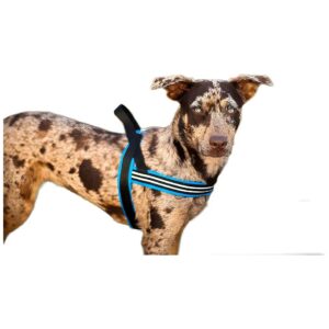 No Pull Dog Harness for Large Dogs Blue Jay Color ComfortFlex Sport Padded Nylon