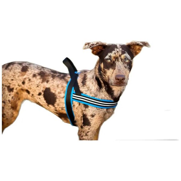 No Pull Dog Harness for Large Dogs Blue Jay Color ComfortFlex Sport Padded Nylon