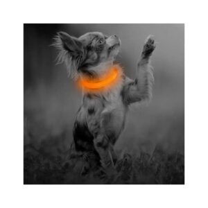 Orange LED Collar for Small Dogs with Adjustable Buckle and Reflective Strips