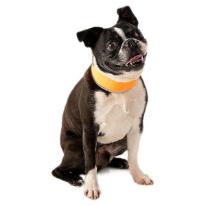 Orange Reflective Cooling Collar for Small Dogs with Re-Freezable Ice Strips