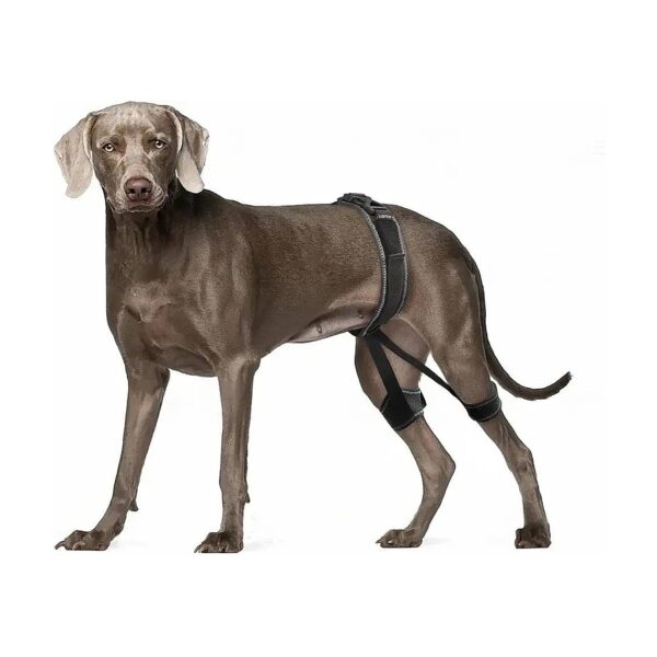 Orthopedic Dog Hip Braces for Hip Dysplasia Luxating Patella Hip Pain Relief