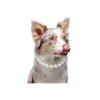 Pearl White Diamond Bling Dog Accessories Adjustable Necklace for Small Breeds