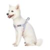 Pet Fashion Floral Print Pastel Blue Dog Harness with Adjustable Chest Girth