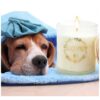 Pet-Friendly Candle with Natural Citrus and Orange Fragrance