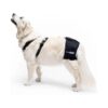 Proven Effective Hip Support Solution for Dogs with Hip Dysplasia and Osteoarthritis