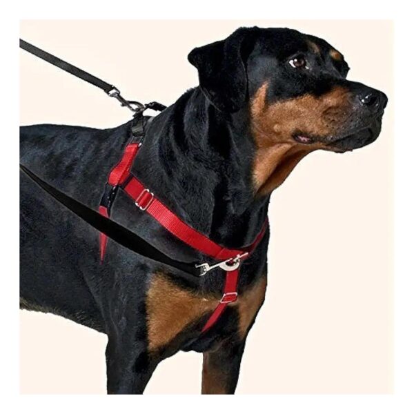 Pull Dog Harness Training Package, 1" Wide, Burgundy, Medium Size