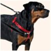 Pull Dog Harness Training Package for Large Breeds with Lifetime Warranty