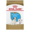 Purebred Jack Russell Terrier Puppy Food for Small Breed Nutrition