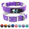 Purple Nylon Dog Collar with Soft Padded and Adjustable Size for Small to Large Dogs