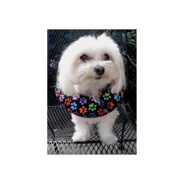 Rainbow Paw Stuffed Safety Collar for Small Dogs up to 10 inches