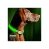 Rechargeable LED Dog Collar for Night Walking Safety