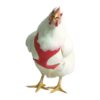 Red Chicken Walking Harness Small Size for Pets V2AG Pattern