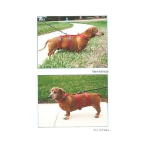 Red Harness for Small Breed Dogs Including Dachshunds and Corgis