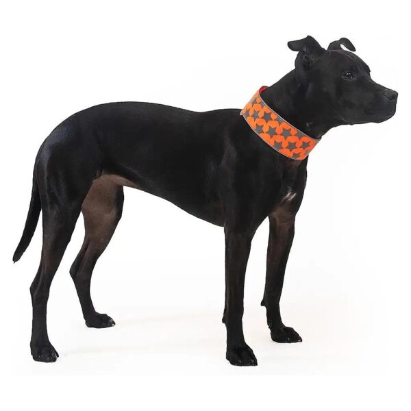 Reflective Blaze Orange Dog Collar for Small Medium Large Pets with Adjustable Fastener