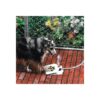 Reliable and Durable Dog Water Fountain with Leak-Proof Valve and Rubber Friction Pads