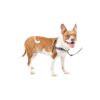 Safe and Comfortable Dog Walking Harness with Chest Resting Straps and Quick-Snap Straps