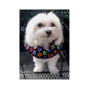 Secure Your Pup's Safety with This Stuffed Dog Collar and Paw Print Pattern