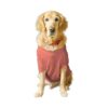 Shirt for Adult Dogs like Saint Bernard, Great Dane with Half Sleeves and Crew Neck