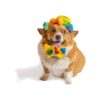 Sized Dog Clown Costume with Wig, Hat, and Bow Tie