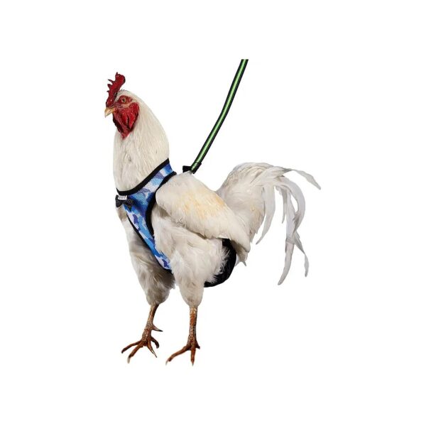 Small Blue Camo Chicken Harness with Leash for Easy Training and Handling