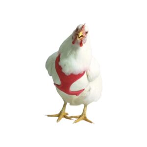 Small Red Chicken Harness for Small-scale Chicken Keeping