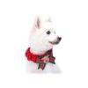 Small to Large Size Collars, Holiday Decoration