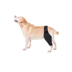 Soft and Gentle Dog Knee Bracing for Knee Cap Dislocation and Pain Relief