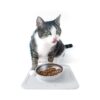 Stainless Steel Bowl and Silicone Mat for Small to Medium Pets No Spill Non Slip Feeding