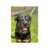 Strong Black Leather Metal Dog Muzzle for Rottweiler Mastiff Golden Retriever