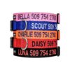 Unique Pet Identification with Customized Dog Collars and Custom Embroidery