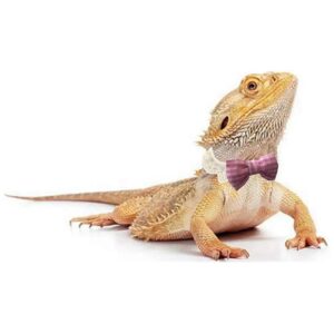 Unique Pink White Plaid Bow Collar Bandanas for Bearded Dragon Costume and Accessories