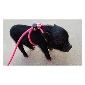 Versatile Leash and Harness for Mini Pigs and Other Small Animals