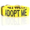 XXL Yellow Nylon Dog Collar with Embroidered Wording for Comfort and Safety