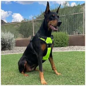 Yellow Dog Harness with Soft Padding and Comfortable Fit for Large Dogs