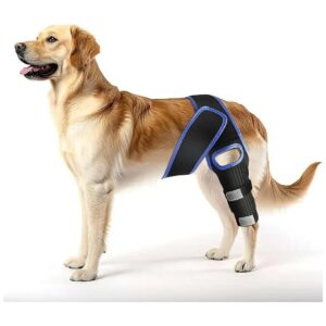 Your Pet's Safety and Comfort in Mind, Our Knee Braces for Dogs