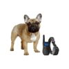 eXuby Shock Collar for Small Dogs, Includes Training Clicker and 2 Collars