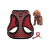 in Design and 5FT Leash for Small and Medium Breed Dogs